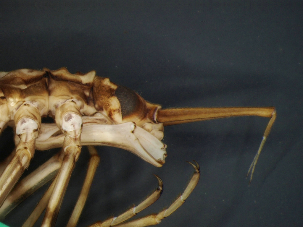 Calopteryx splendens